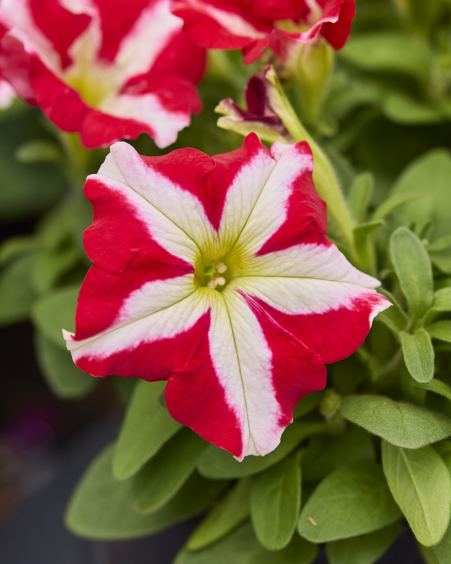 Petunia F1  Limbo Red Star  F1  20 frö (buskig)