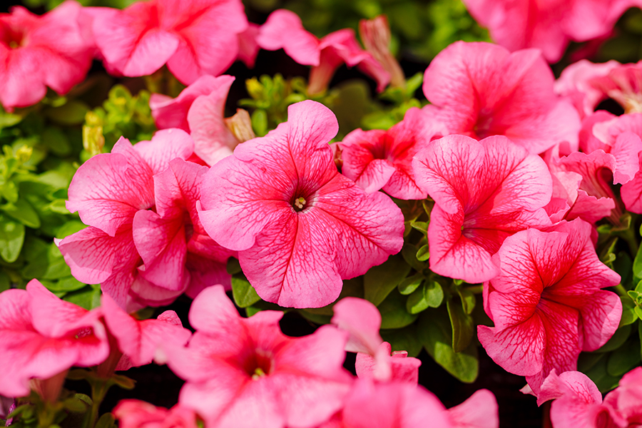 Petunia F1 "Limbo Rose Veined"15 frö (buskig) - 2