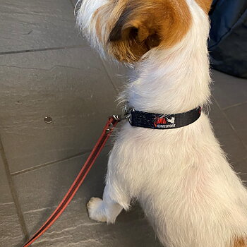 Agility JAMI collar outlet