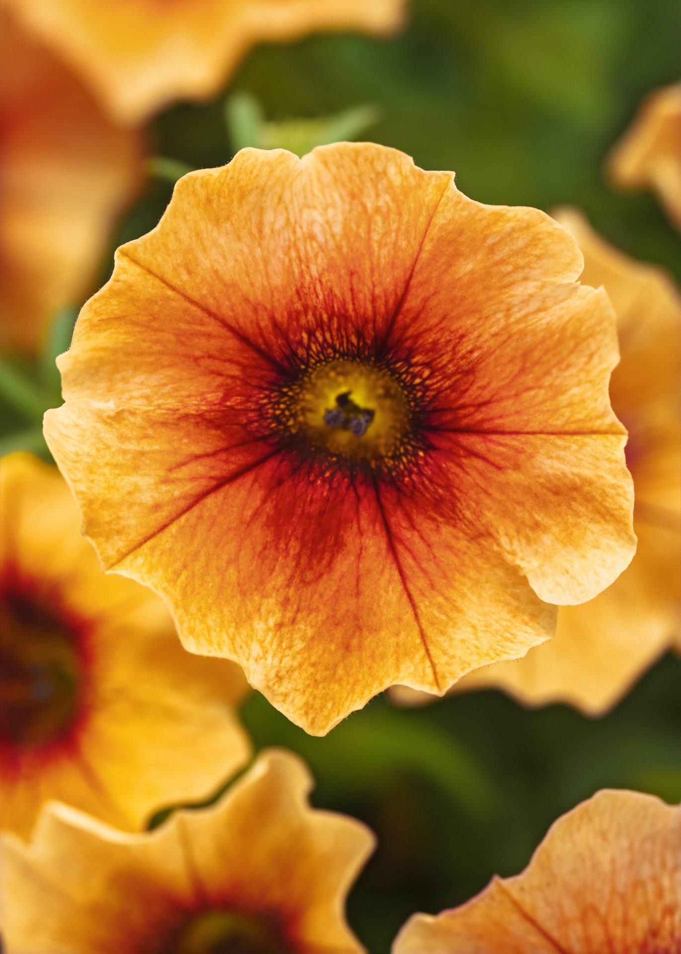 Petunia F1 Million Bells Petchoa  " Caliburst Nectarine" 5 pellets (Halvhängande )inkommande