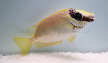Siganus Puellus (reef safe)