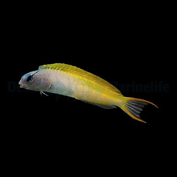 Meiacanthus Atrodorsalis (reef safe)