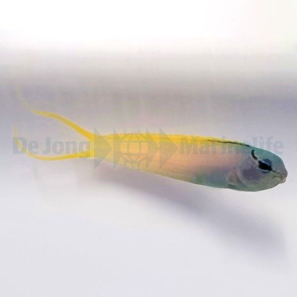 Meiacanthus Atrodorsalis (reef safe) - 2