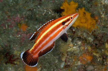 Bodianus Masudai