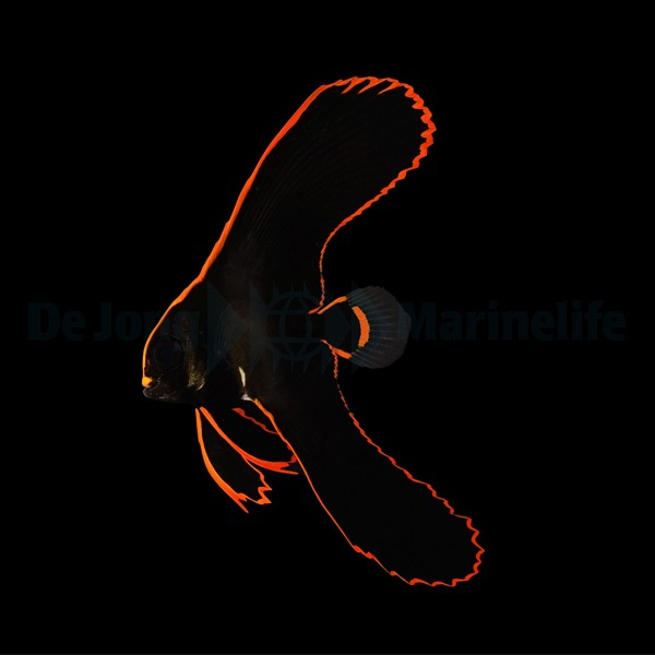 Platax Pinnatus 