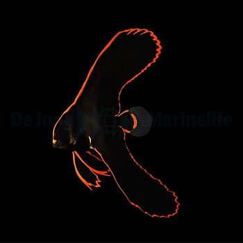 Platax Pinnatus 
