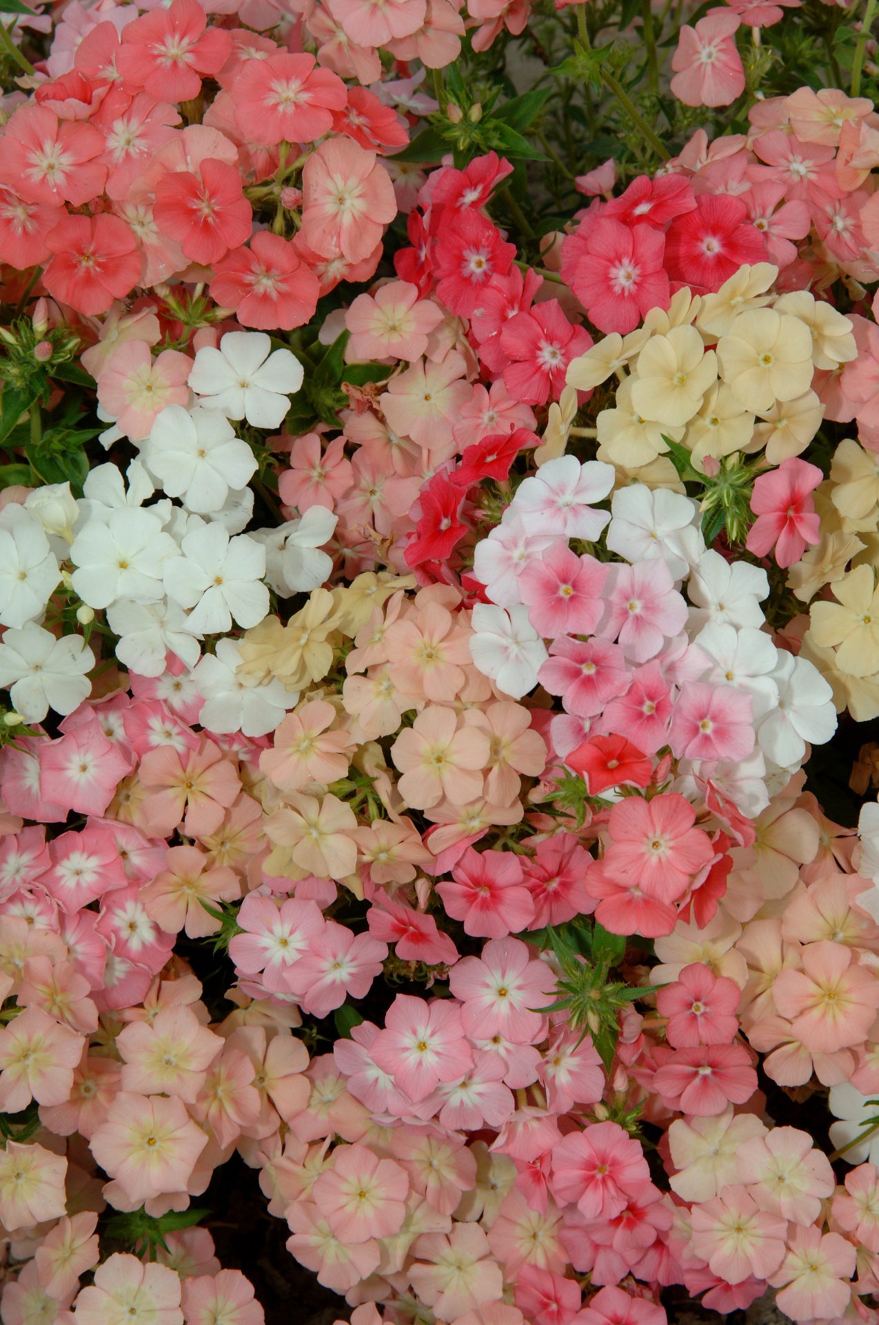 Phlox Beauty Coral Reef  250 frön ,inkommande