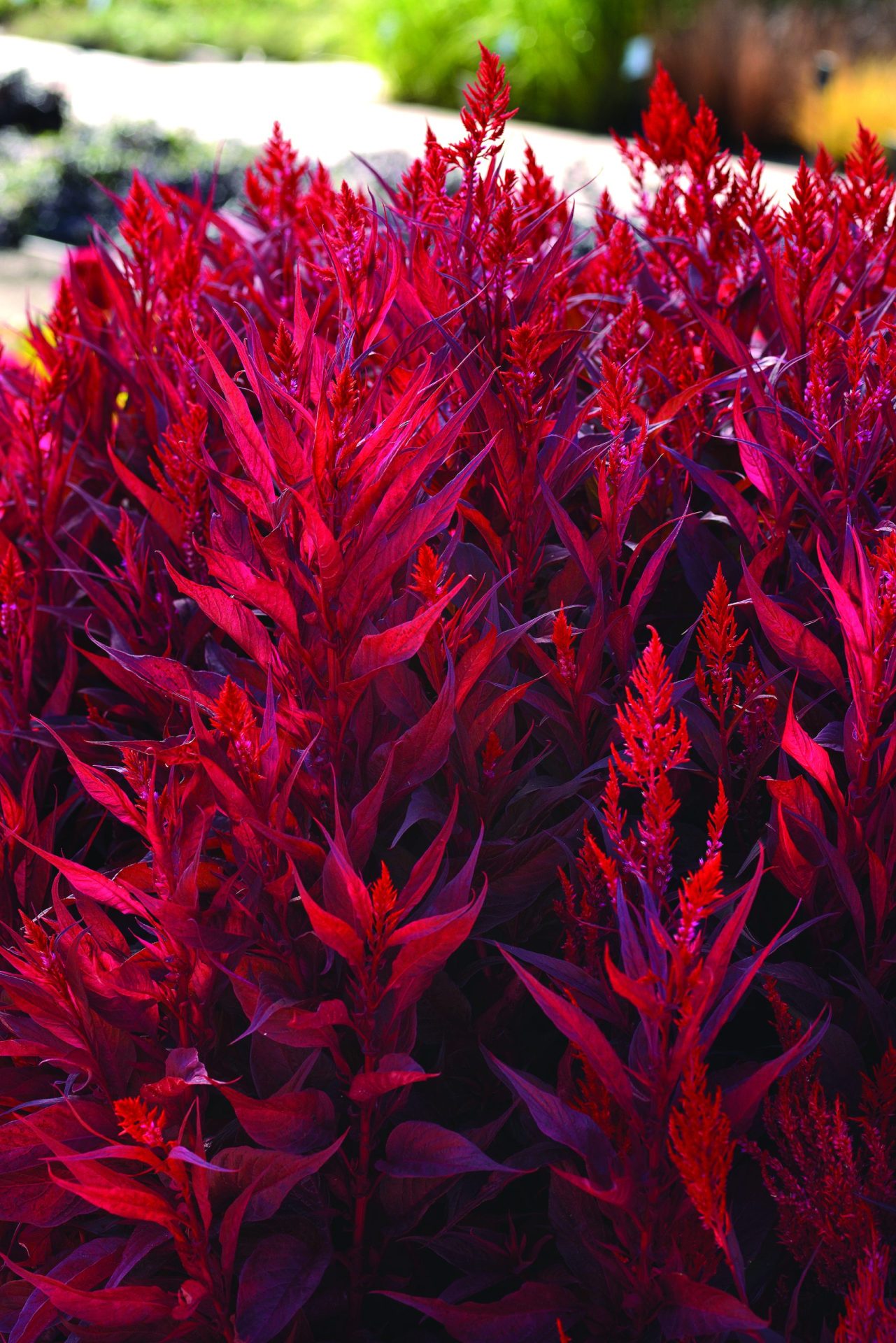 Axamarant Dragons Breath  5 frö ,inkommande