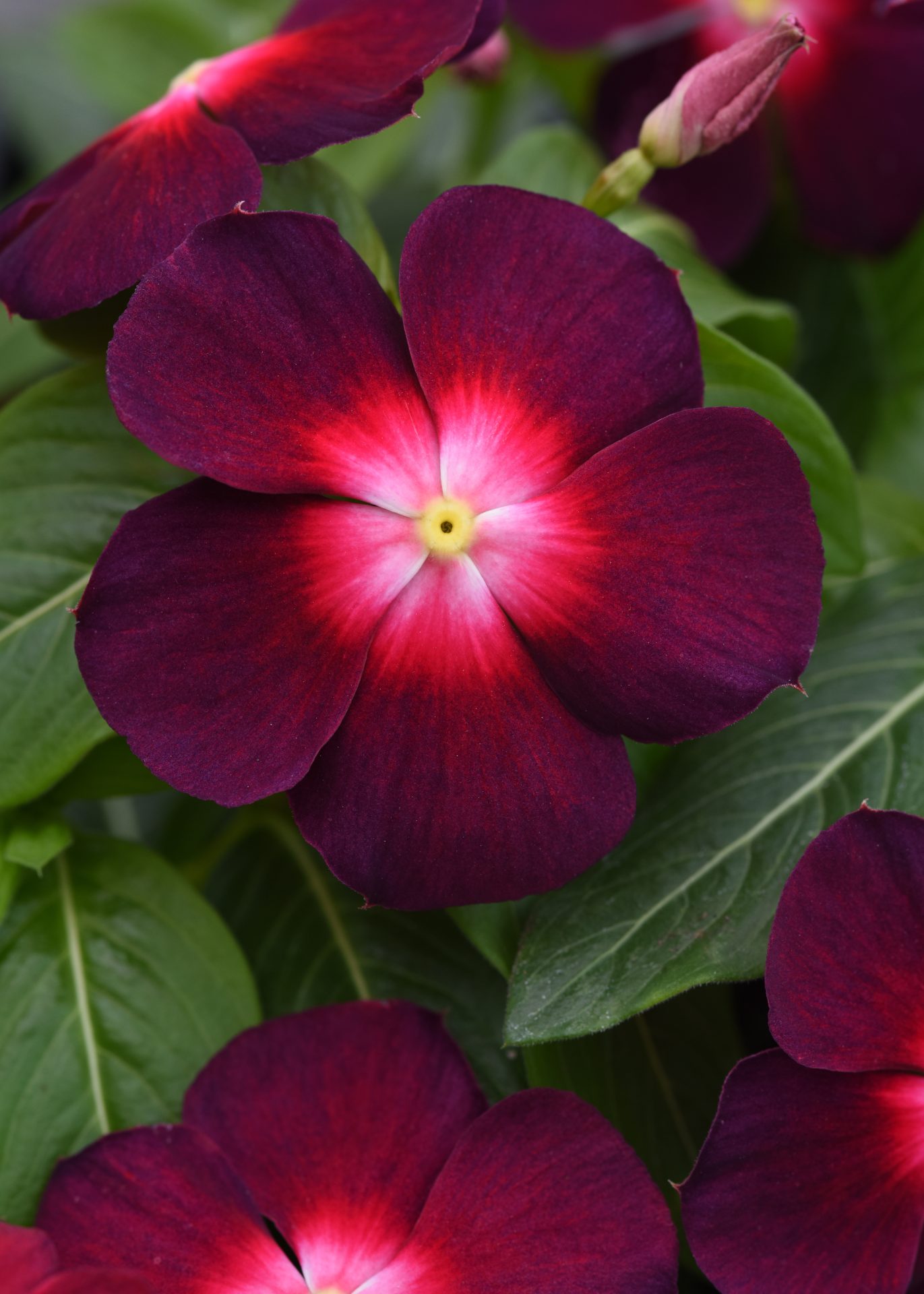 Lyckliga Lotta (Vinca) Tatoo Boysenberry 14  frön