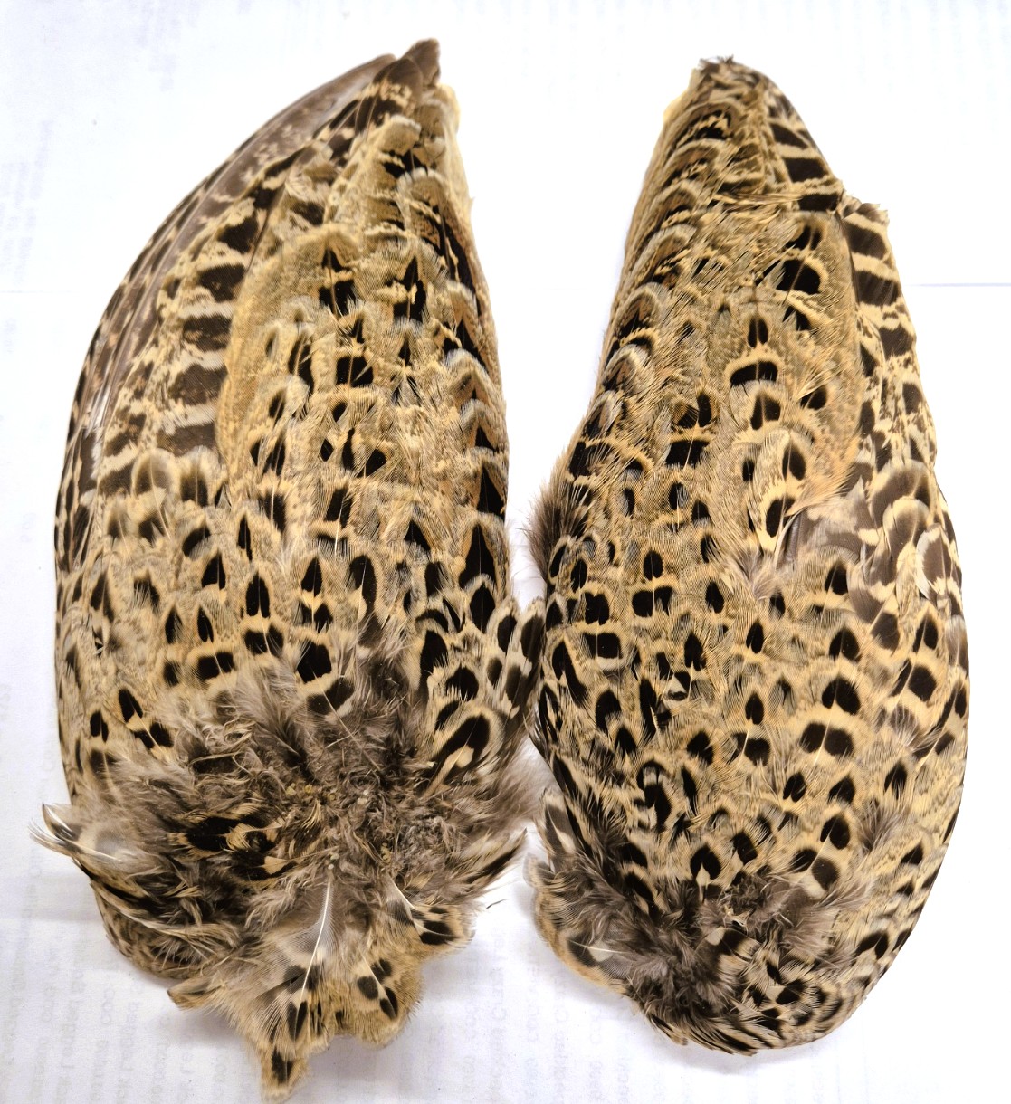 Pheasant wings - Cookshill