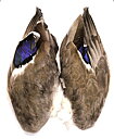 Mallard wings - Cookshill