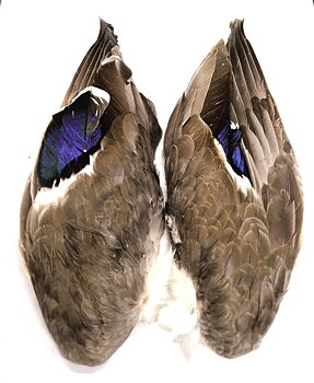 Mallard wings - Cookshill
