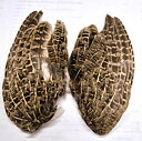 Partridge wings - Cookshill