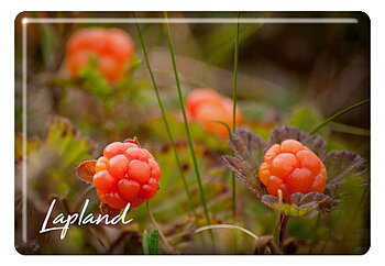 Magnet Lapland, hjortron
