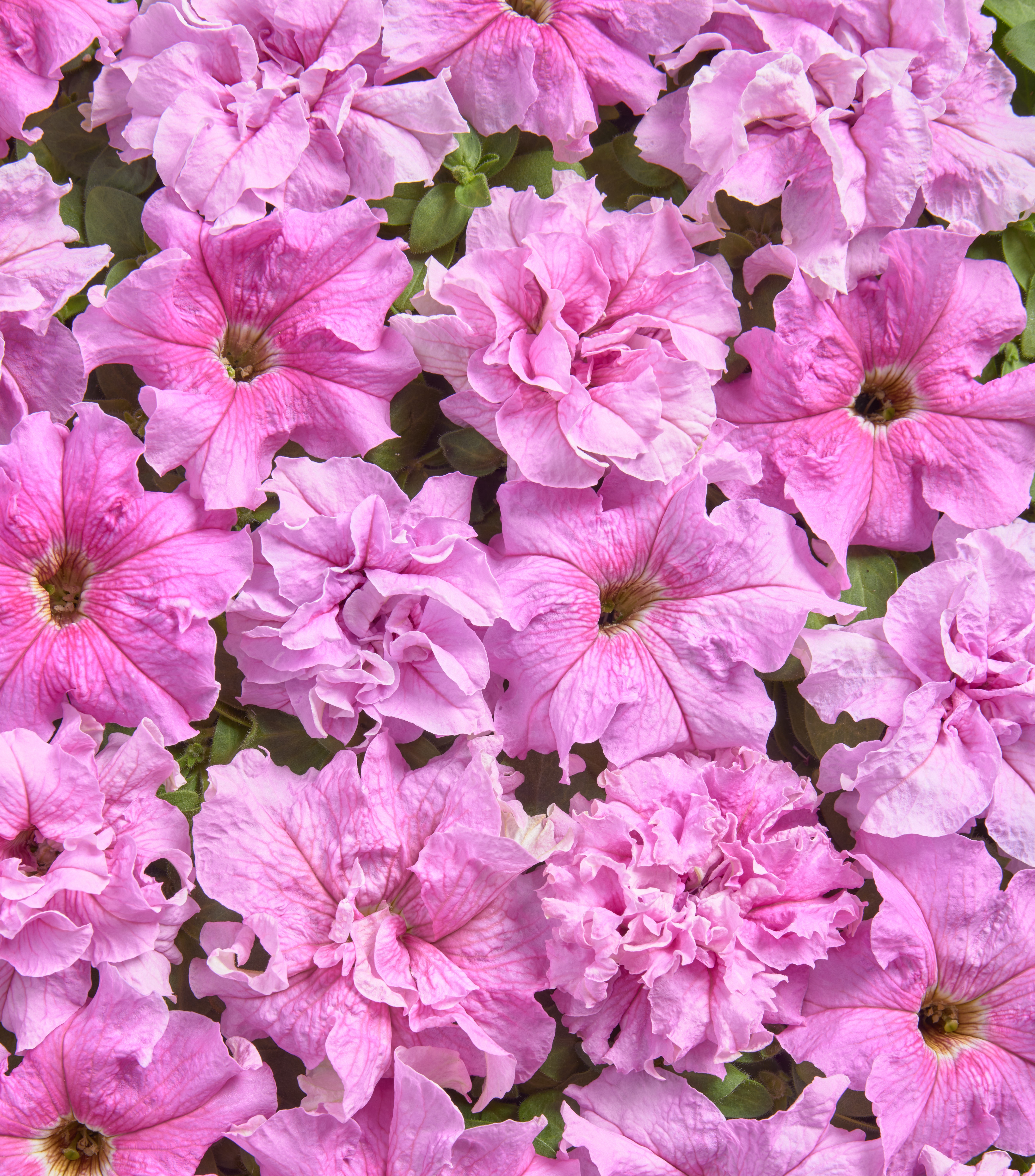 Petunia Peace 20 frö (buskig) ,inkommande - 2
