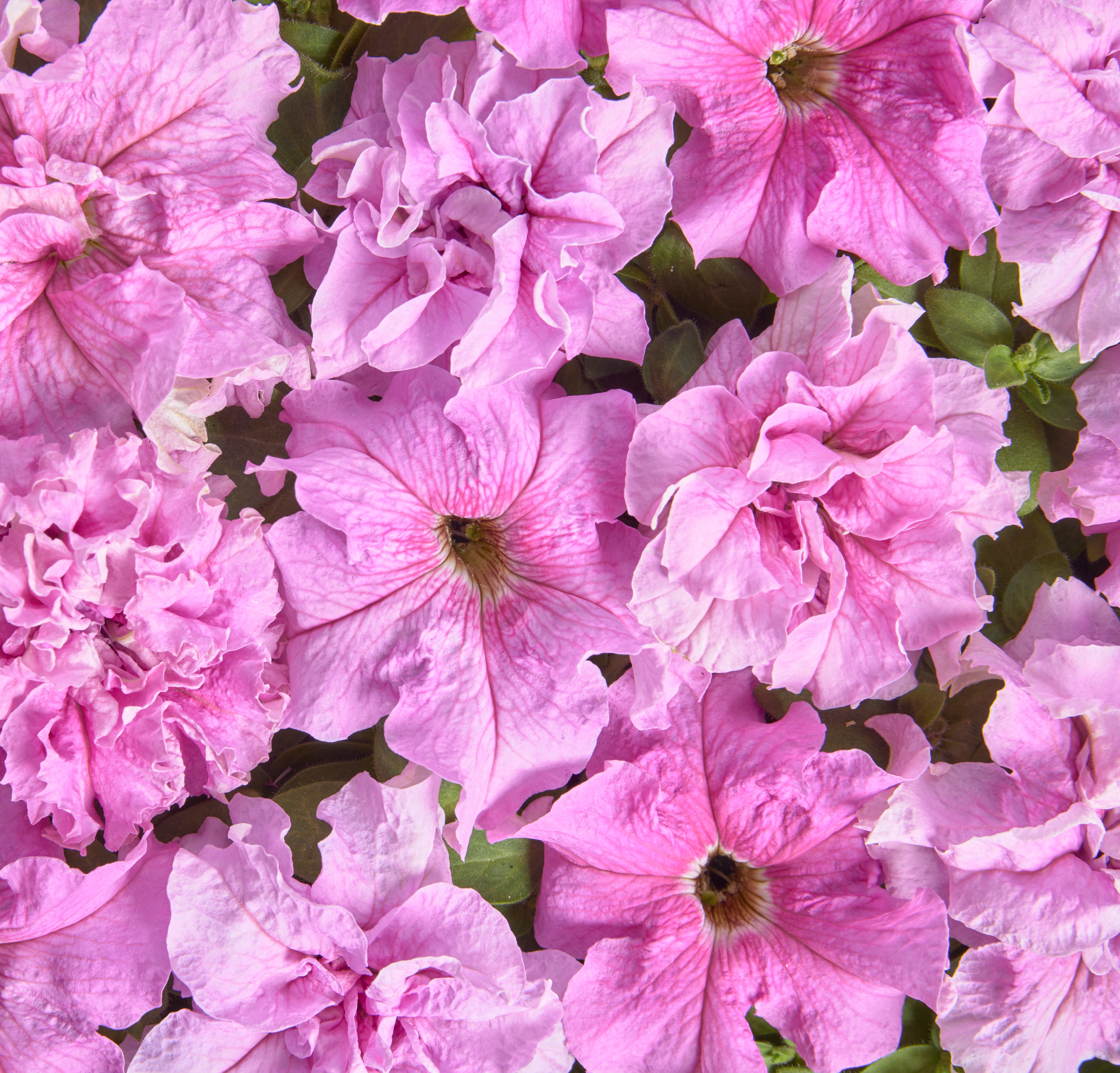 Petunia Peace 20 frö (buskig) ,inkommande