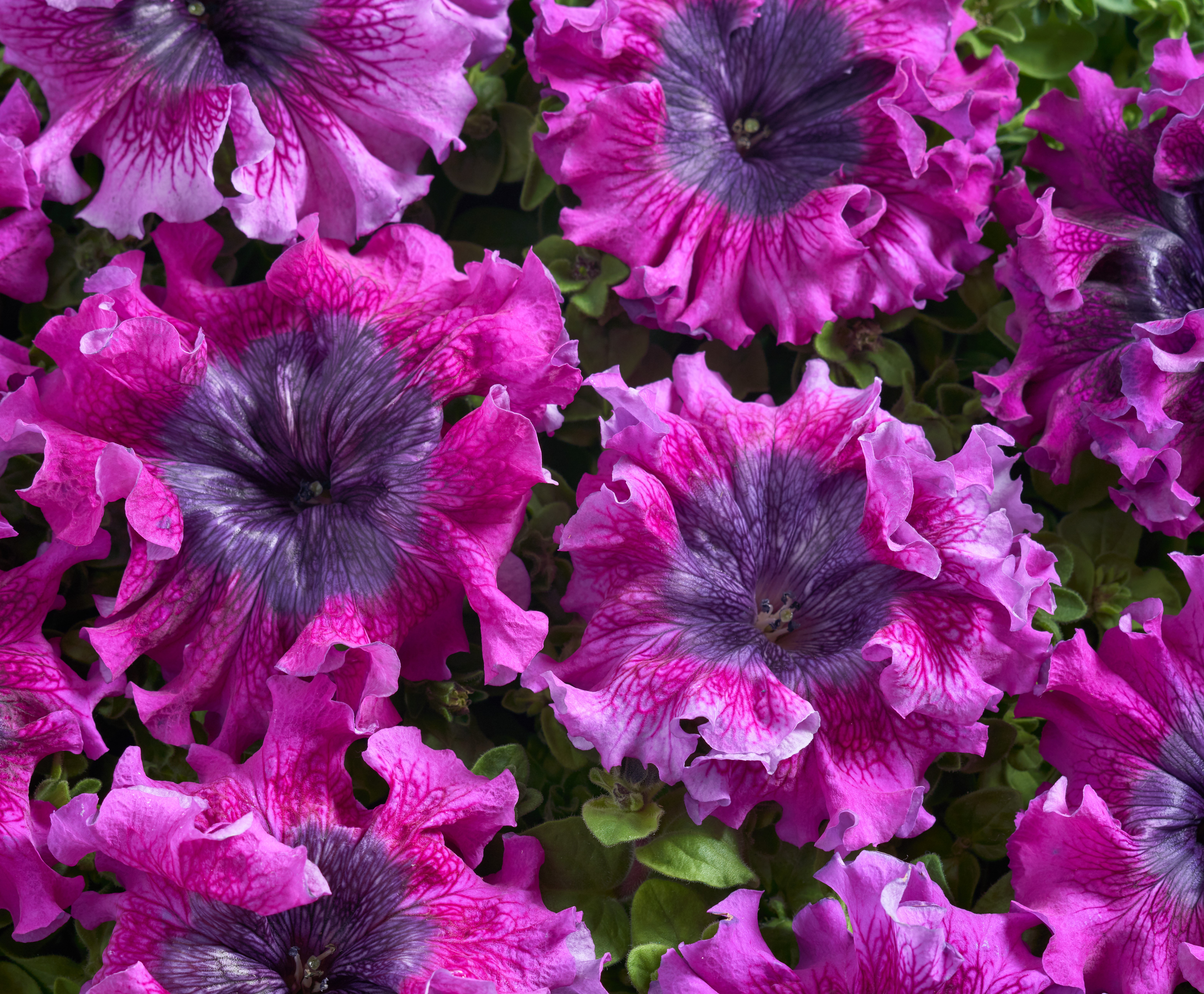 Petunia Dark Purple 25 frö (buskig) ,inkommande