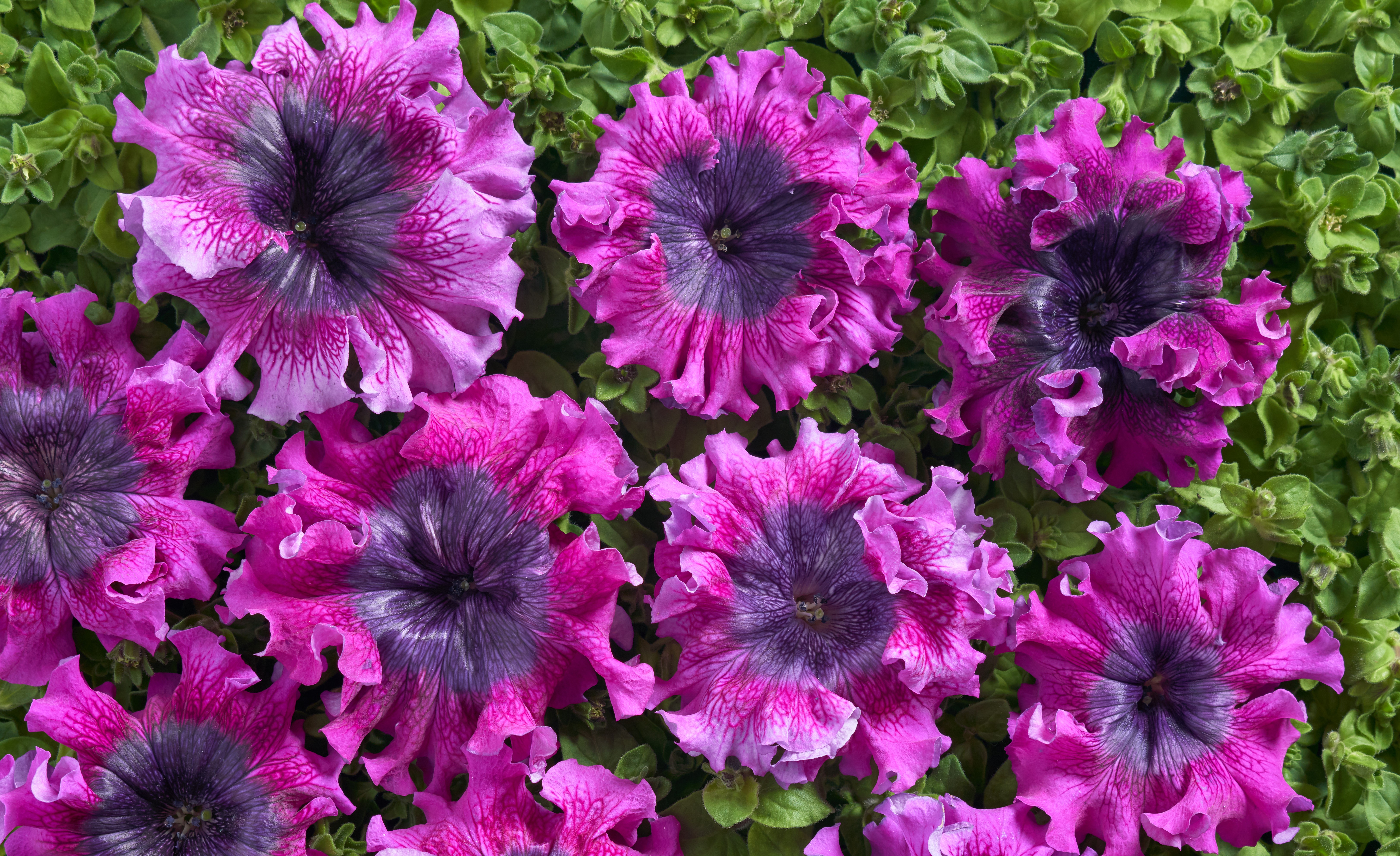 Petunia Dark Purple 25 frö (buskig) ,inkommande - 2