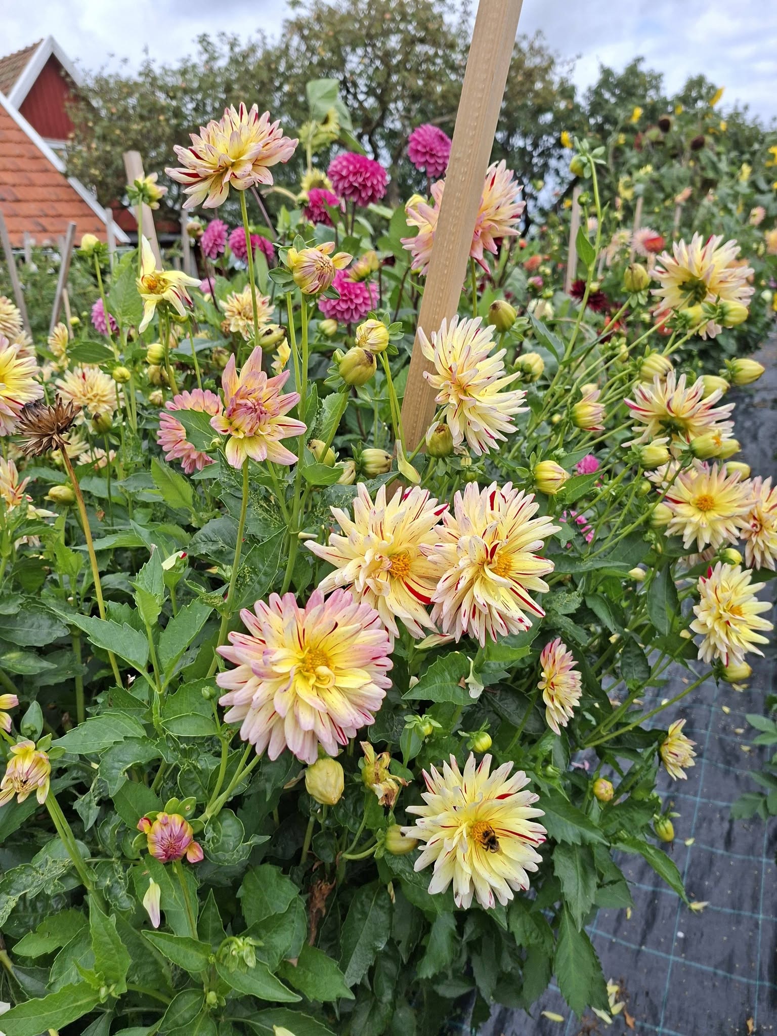 ÖLANDSODLAT Dahlia Mamma Creme Silence 5 frö - 3