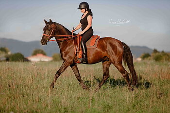 1427.  Filz sattel  Premium - La Selle