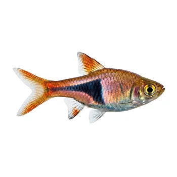 Kilfläcksrasbora (Trigonostigma heteromorpha)