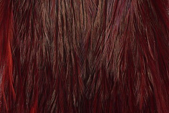Whiting Coq de Leon Saddle Bronze - Golden Pheasant