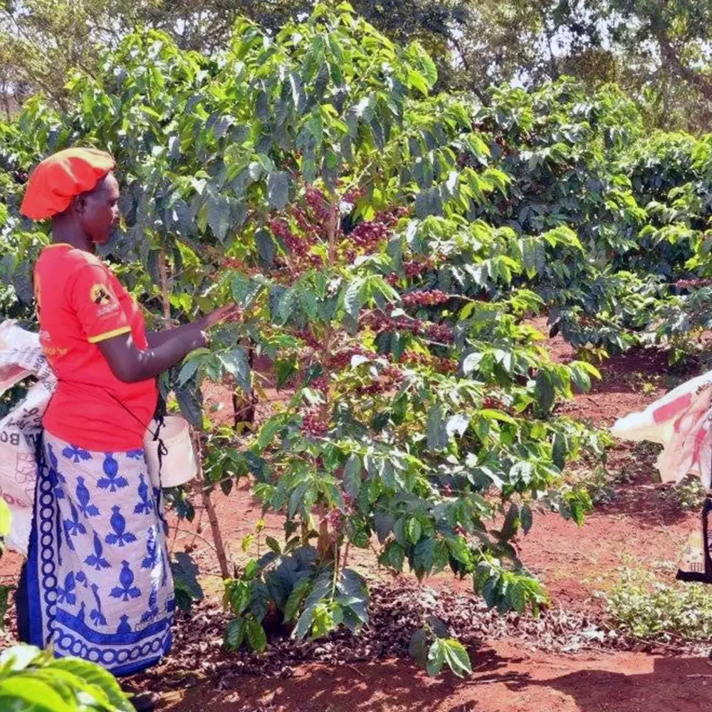 Gringo Nordic - Gititu AA - Kenya - Mellanrostade hela kaffebönor - 250g - 2