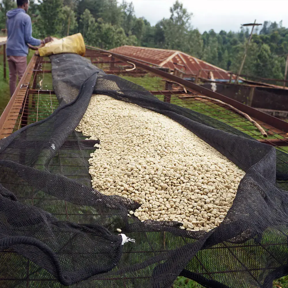 Gringo Nordic - Gititu AA - Kenya - Mellanrostade hela kaffebönor - 250g - 3