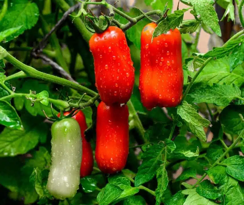 Tomat San Marzano Nano  5 frö, inkommande