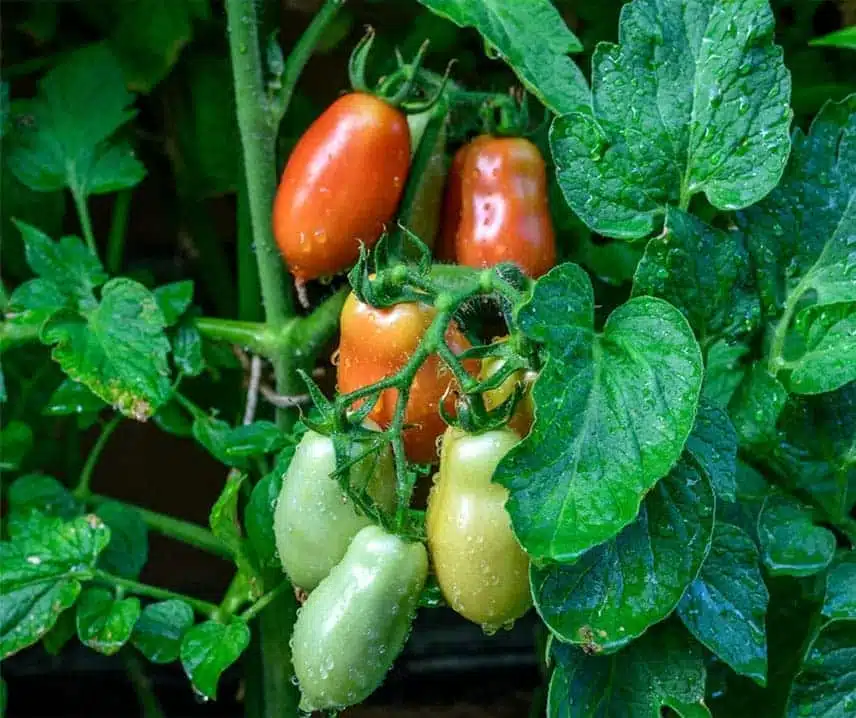 Tomat San Marzano Nano  5 frö, inkommande - 2