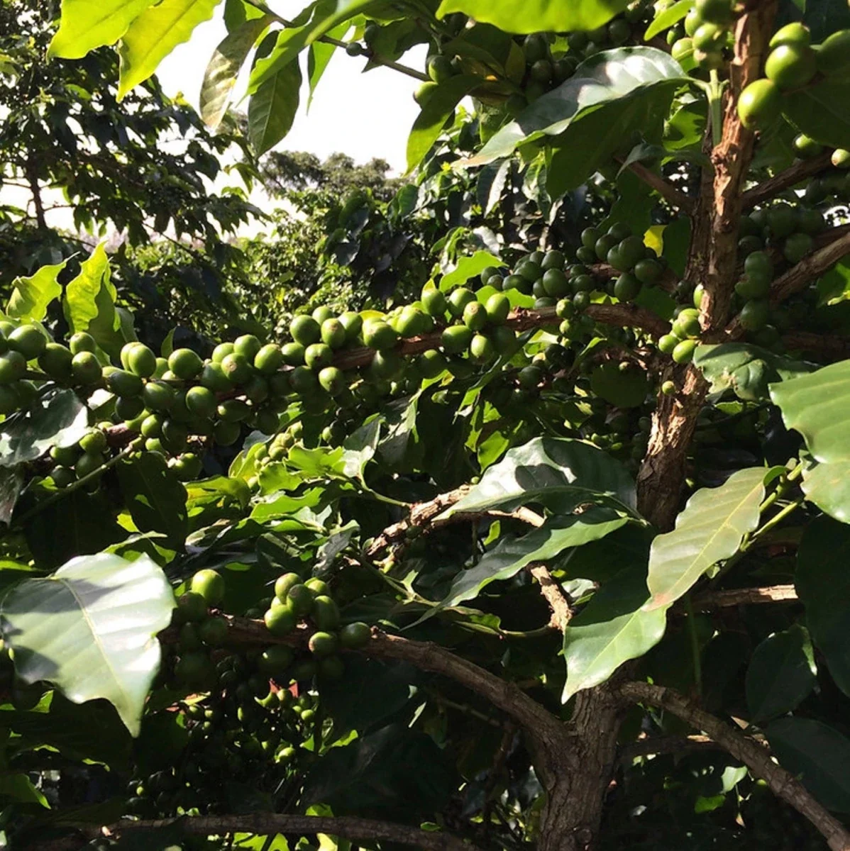 Kafferäven - Kii AA - Kenya - Ljusrostade hela kaffebönor - 250g - 4