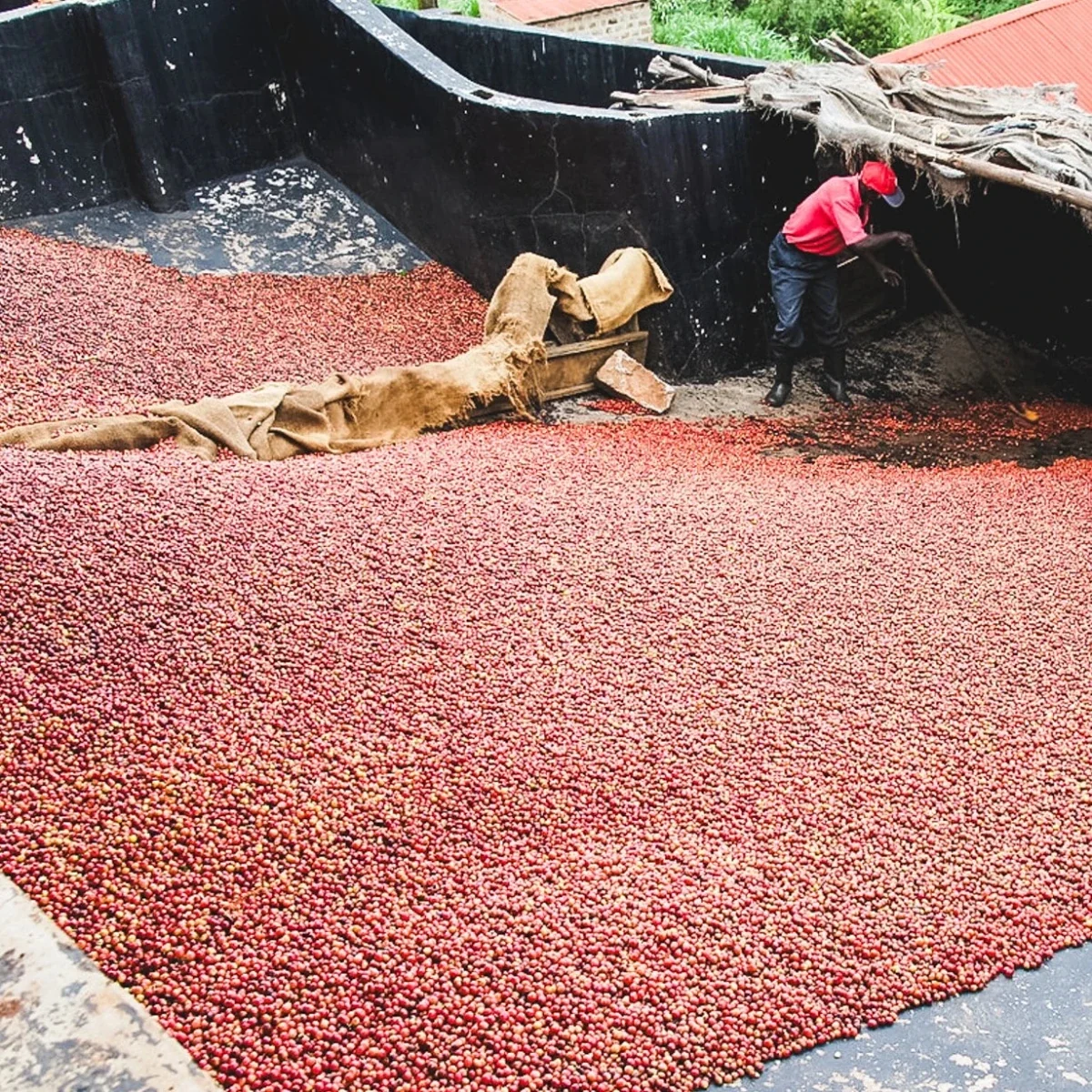 Kafferäven - Kii AA - Kenya - Ljusrostade hela kaffebönor - 250g - 2