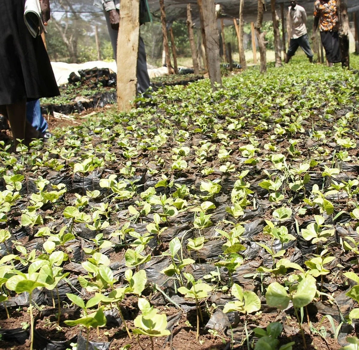 Kafferäven - Kii AA - Kenya - Ljusrostade hela kaffebönor - 250g - 3