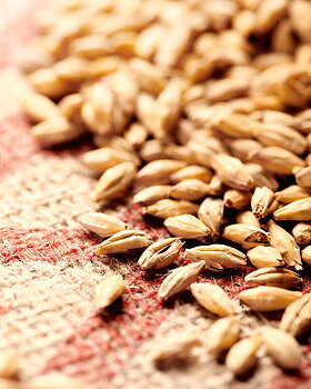 pilsnermalt (Weyermann®), hel, 1 kg