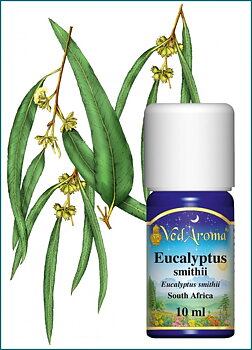 Eucalyptus essential oil org. 10 ml