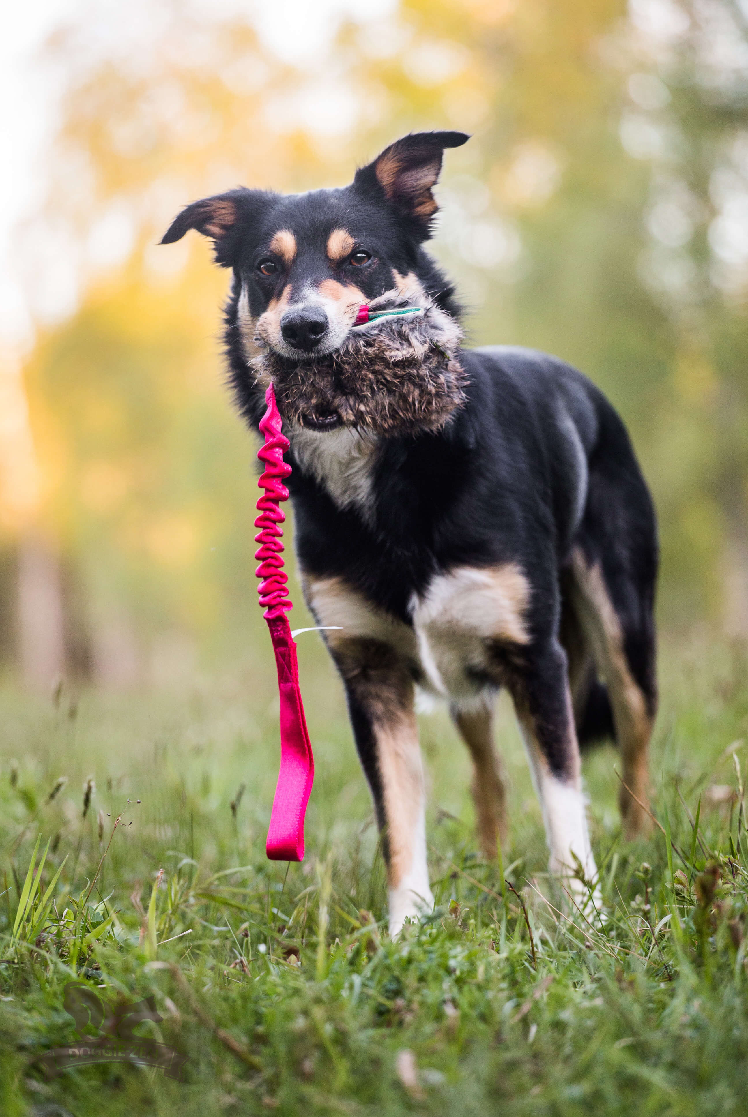 Bungee Treat Tug Rabbit  M