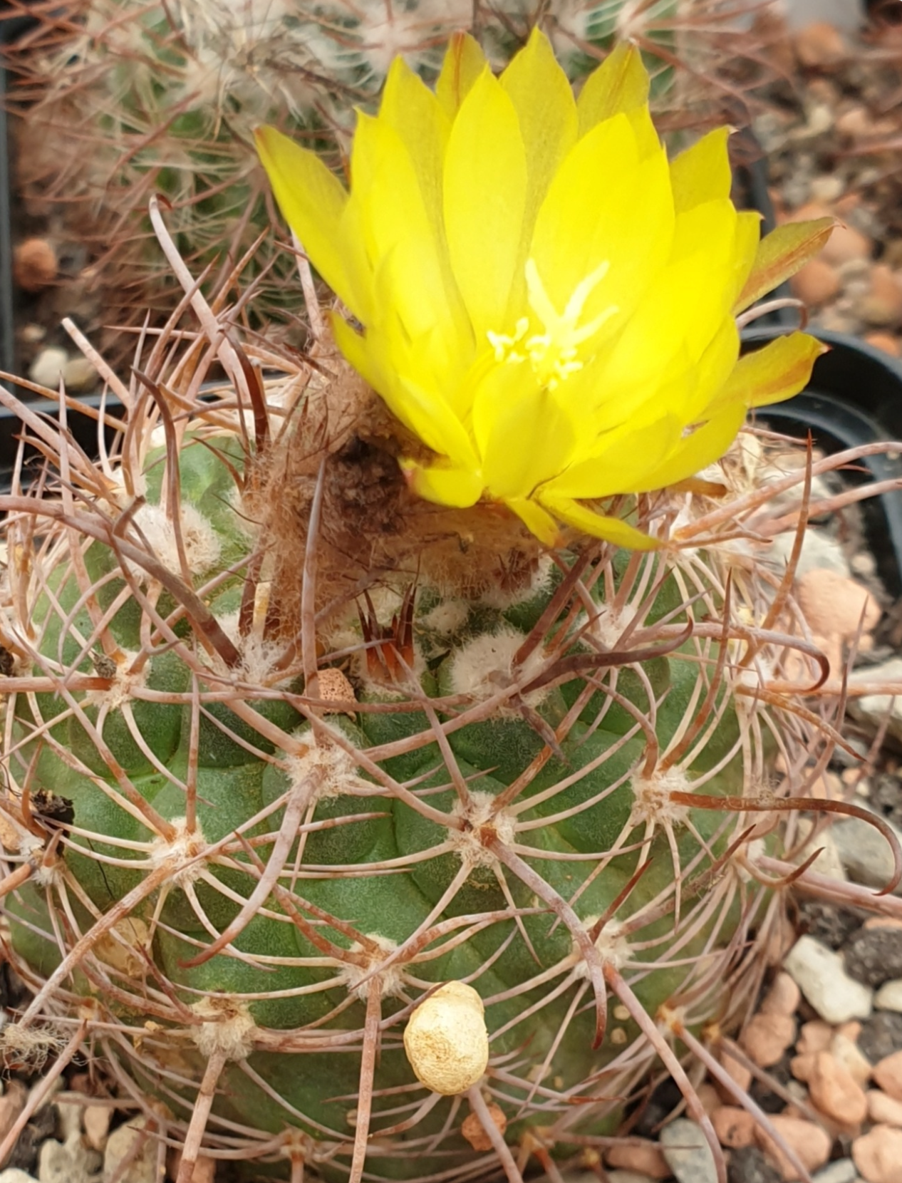 Parodia unguiculata DH 122 (Rio Amblayo, Salta, Arg)