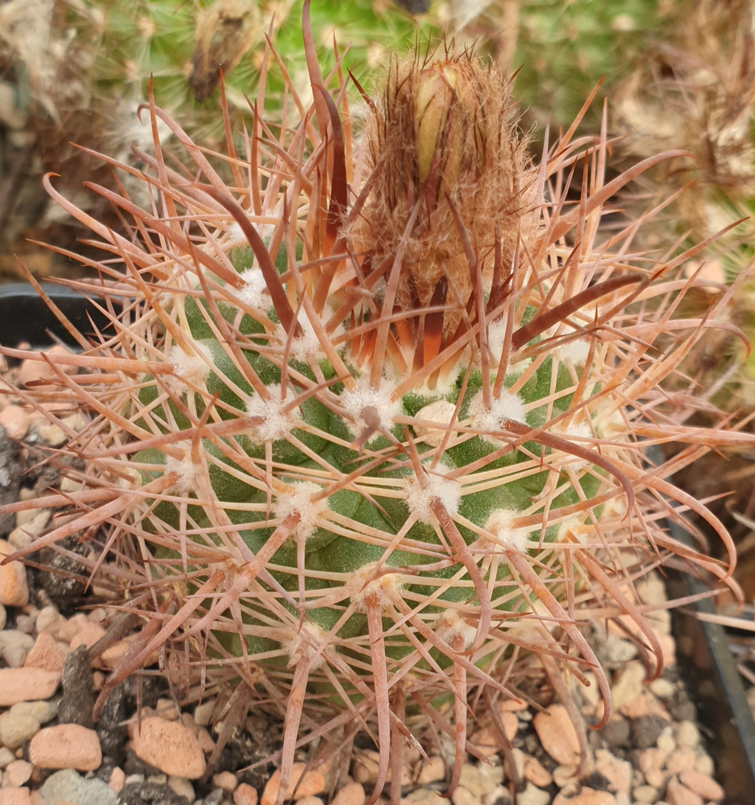 Parodia unguiculata DH 122 (Rio Amblayo, Salta, Arg) - 2