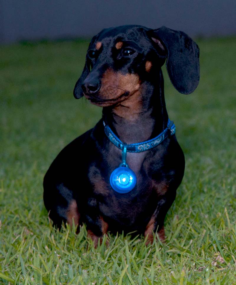 Rogz Roglite Safety light - 9