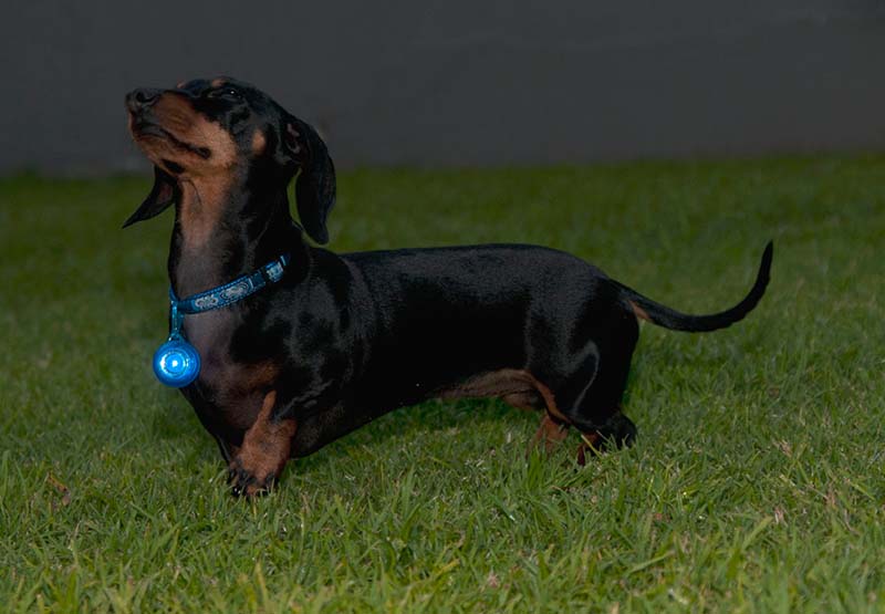 Rogz Roglite Safety light - 8