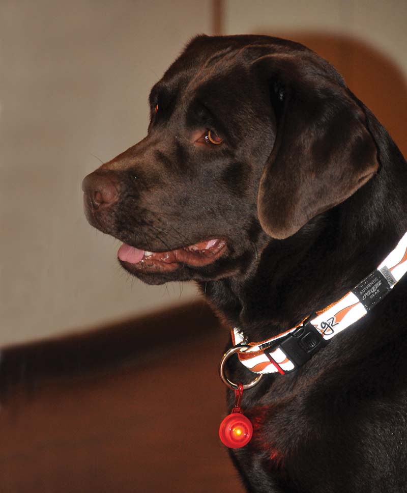 Rogz Roglite Safety light - 4