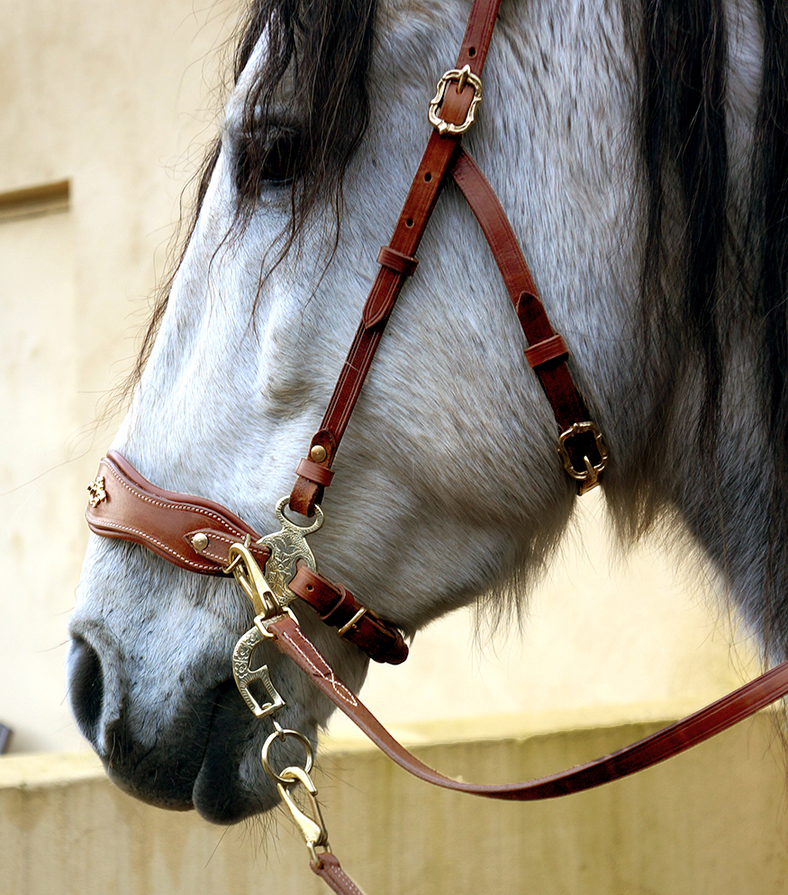 Hackamore bridle Noble by Opux®, havana - 7