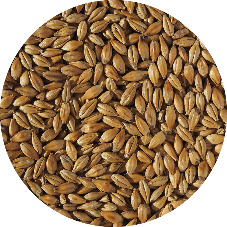 Cara Gold Malt (Crisp), hel, 25 kg