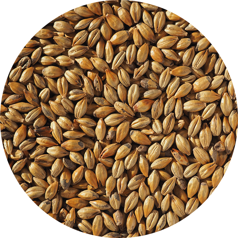 Amber Malt (Crisp), whole, 25 kg