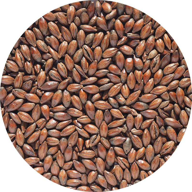Chocolate Malt (Crisp), whole, 1 kg
