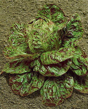 Sallad "Forellenschluss"