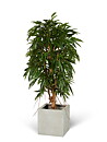 Ficus Longifolia root, planta artificial