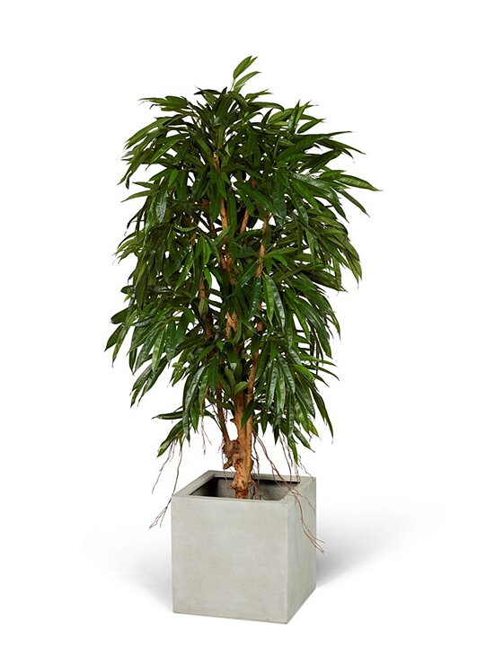 Longifolia, konstväxt