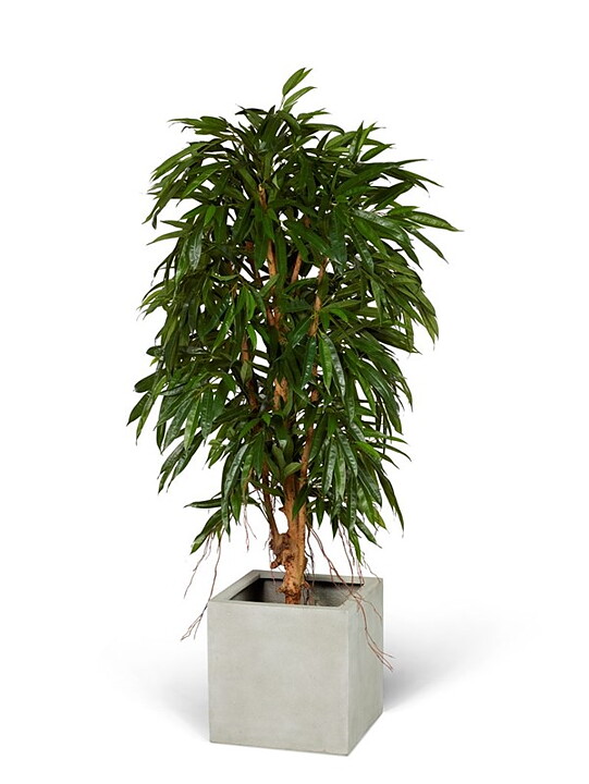 Ficus Longifolia root, planta artificial