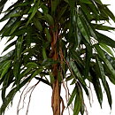 Longifolia, konstväxt